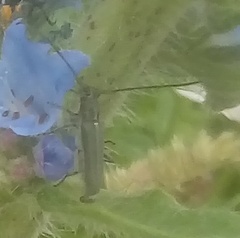 Phytoecia caerulescens