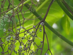 Dendrocnide meyeniana