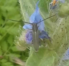 Phytoecia caerulescens