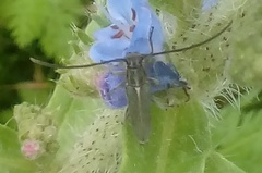 Phytoecia caerulescens