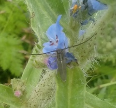 Phytoecia caerulescens