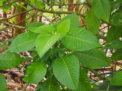 Dendrocnide meyeniana