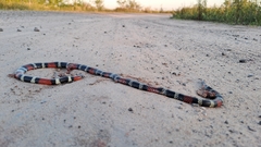 Micrurus pyrrhocryptus