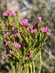 Erica corifolia bracteata