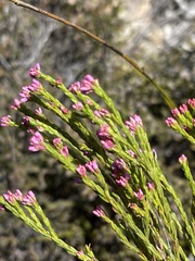 Erica corifolia bracteata