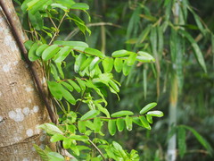 Cryptolepis sinensis
