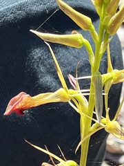 Cryptostylis ovata