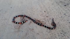 Micrurus pyrrhocryptus