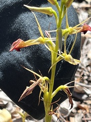 Cryptostylis ovata