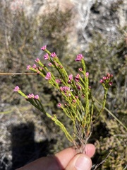 Erica corifolia bracteata