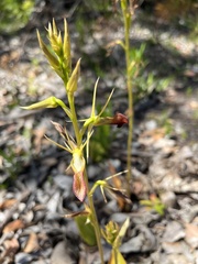 Cryptostylis ovata