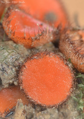 Scutellinia trechispora