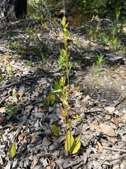 Cryptostylis ovata