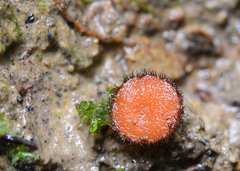 Scutellinia trechispora
