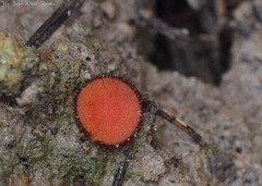 Scutellinia trechispora
