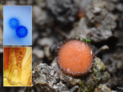Scutellinia trechispora