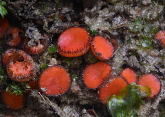 Scutellinia trechispora