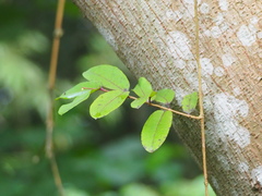 Cryptolepis sinensis