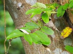 Cryptolepis sinensis
