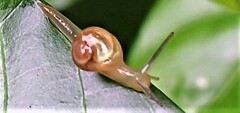 Helicarion perfragilis