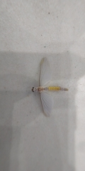 Ephemeroptera