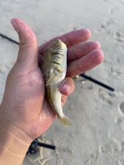 Torquigener pleurogramma