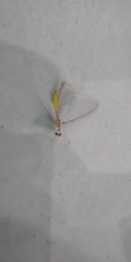 Ephemeroptera