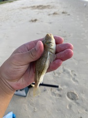 Torquigener pleurogramma