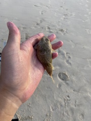 Torquigener pleurogramma