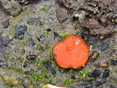 Scutellinia trechispora