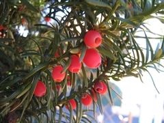 Taxus baccata