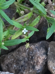 Oldenlandia corymbosa
