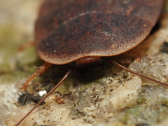 Opisthoplatia orientalis