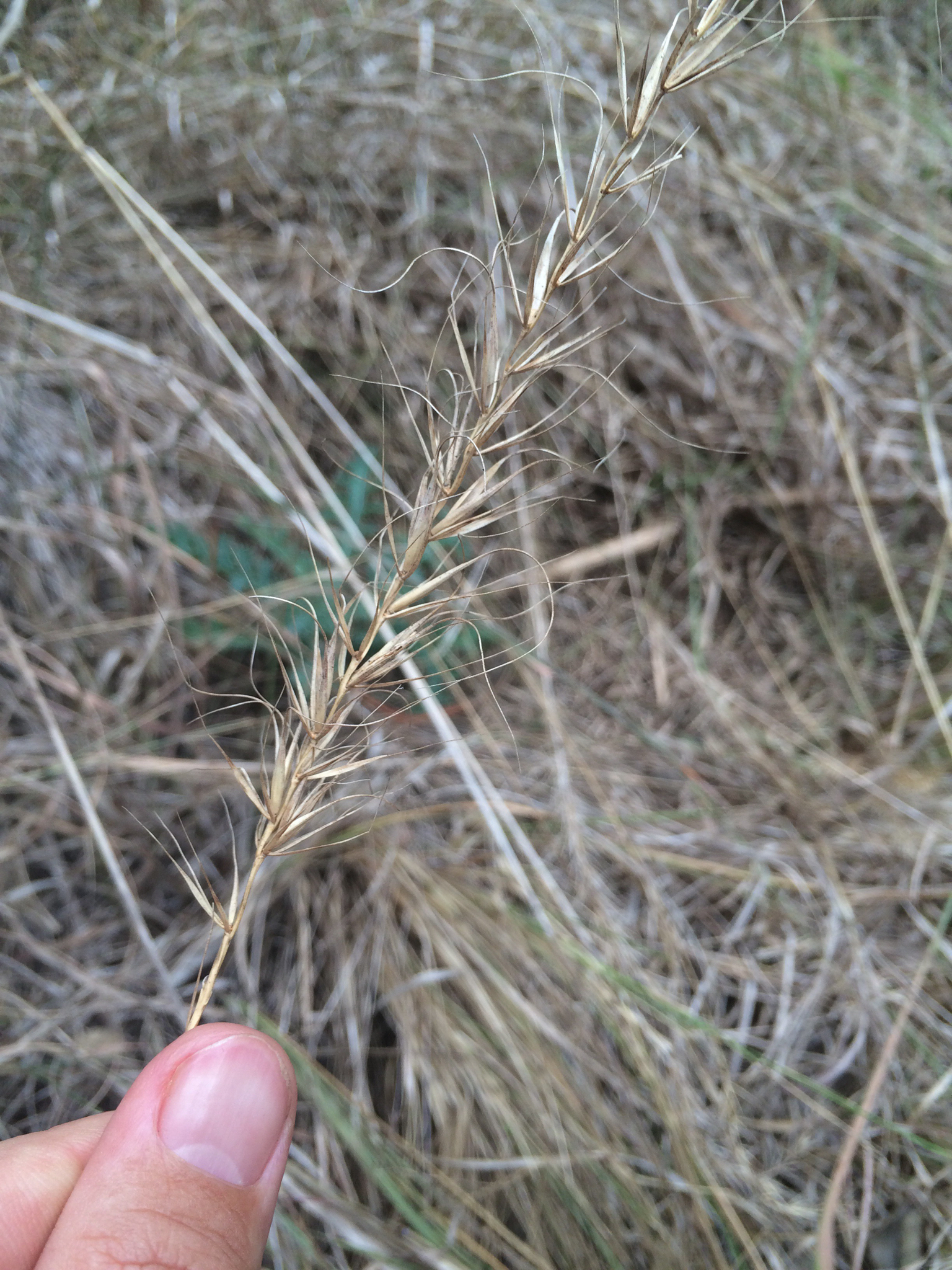 Elymus canadensis var. canadensis