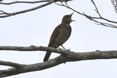 Turdus subalaris