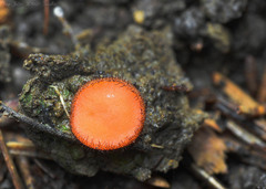 Scutellinia trechispora