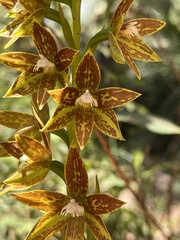 Thelymitra fuscolutea