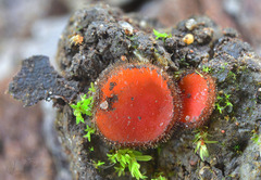 Scutellinia trechispora
