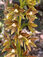 Thelymitra fuscolutea