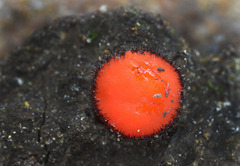 Scutellinia trechispora