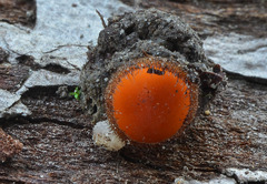Scutellinia trechispora