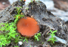 Scutellinia trechispora
