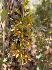 Thelymitra fuscolutea