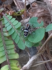 Stenaelurillus lesserti