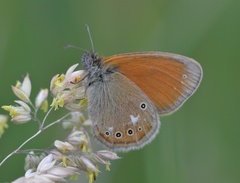 Coenonympha glycerion