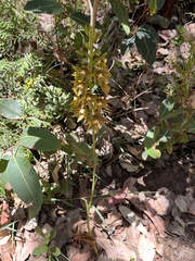 Thelymitra fuscolutea