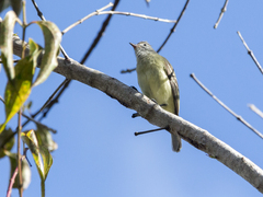 Camptostoma obsoletum
