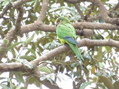 Eupsittula aurea
