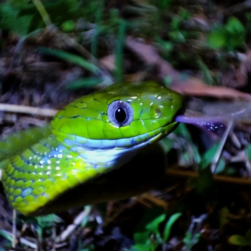 Green Cat Snake, Boiga cyanea