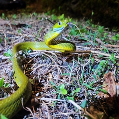 Boiga cyanea